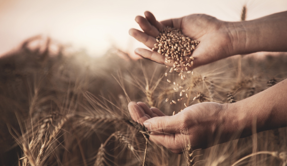 El ao 2023 ha comenzado con subidas generalizadas en todos los cereales