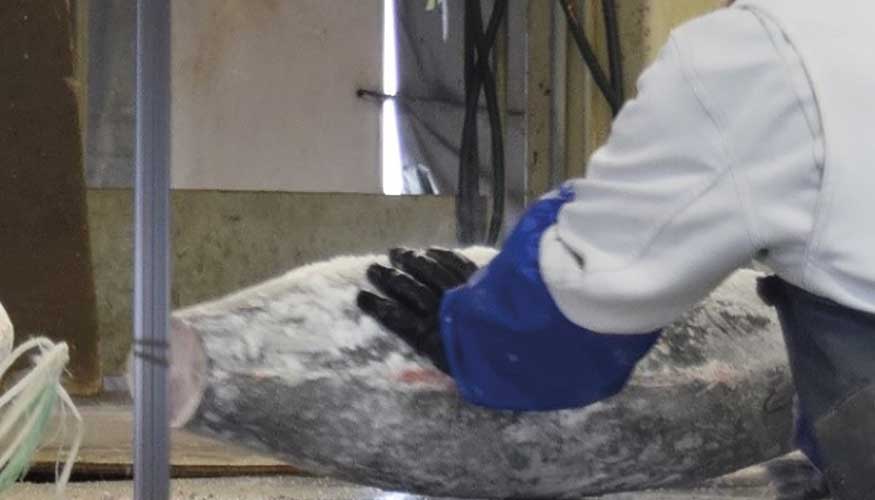Imagen 1: Proceso convencional de inspeccin de la frescura del atn congelado en el que se corta la cola del pescado