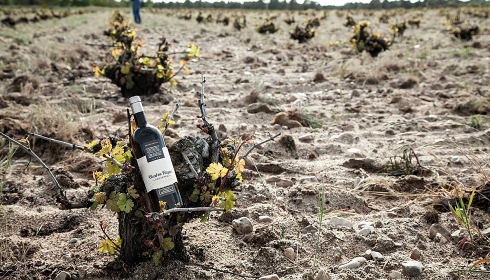 Un proyecto de I+D avanza en la mejora de la longevidad y la capacidad de envejecimiento de los vinos de la variedad verdejo de la DO Rueda...