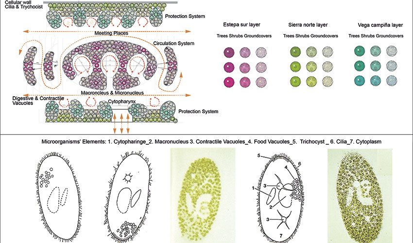 1.Cytopharynx_2. Macronucleus 3. Contractile Vacuoles_4. Food Vacuoles_5. Trichocytes _ 6. Cilia_7. Cytoplasm