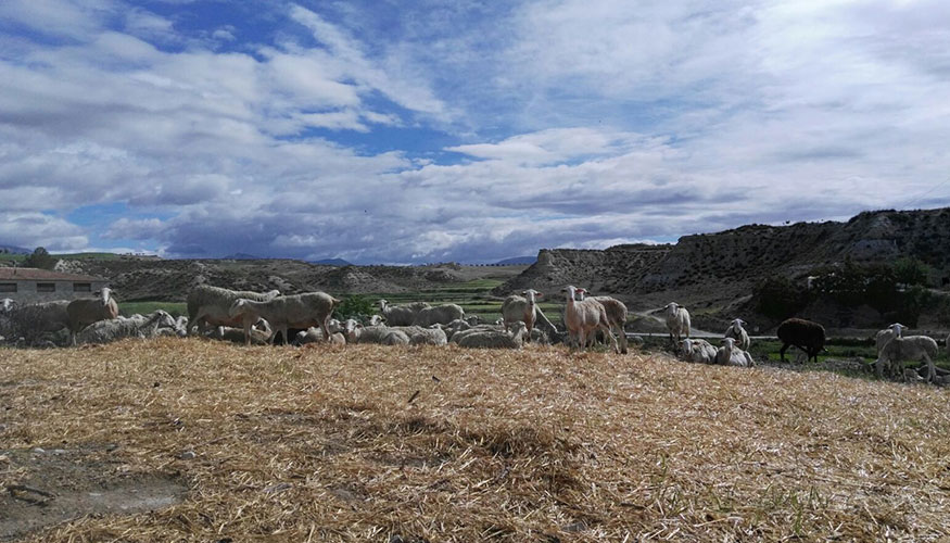 Rebao de ganado ovino en Andaluca