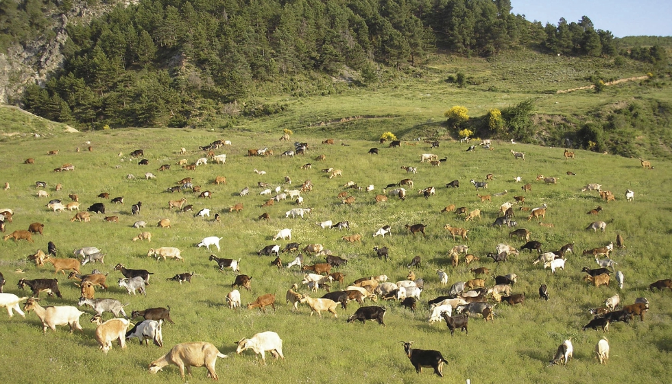 Rebao de ganado caprino en extensivo