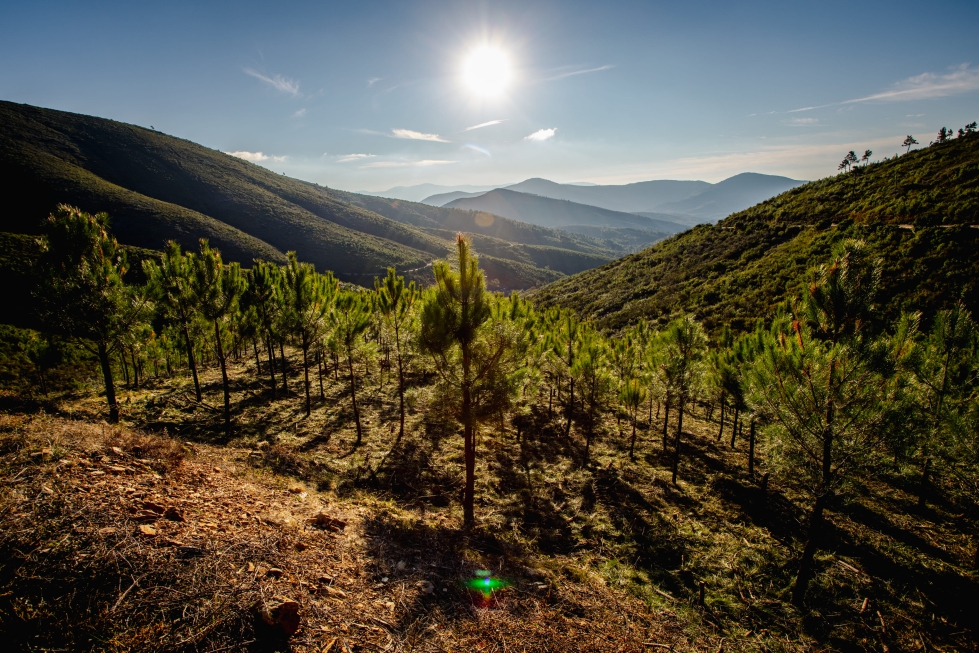 Bosque Faconauto, una muestra ms del compromiso del sector con la sostenibilidad y el medioambiente