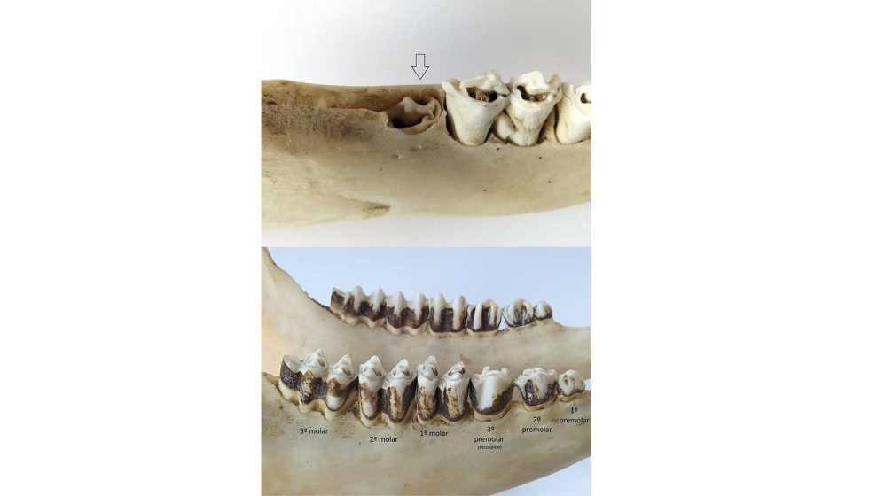 Arriba: Detalle de la erupcin del segundo molar. Abajo: Mandbula de bovino adulto, con toda la denticin permanente
