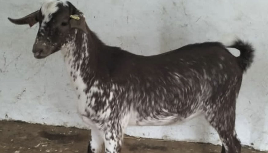 Totilas, nuevo semental de raza Florida en el Centro de Reproducci�n de Hinojosa del Duque (C�rdoba)