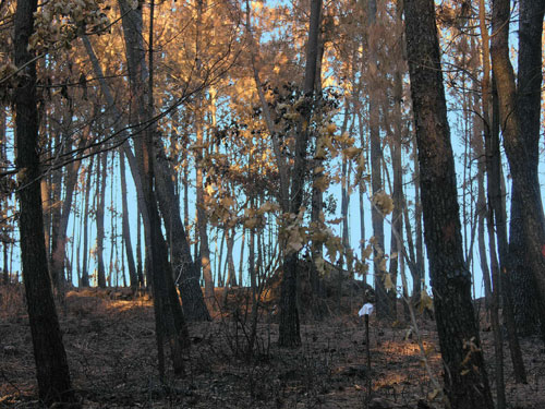 Monte quemado en el municipio gallego de Brin. Agosto de 2006