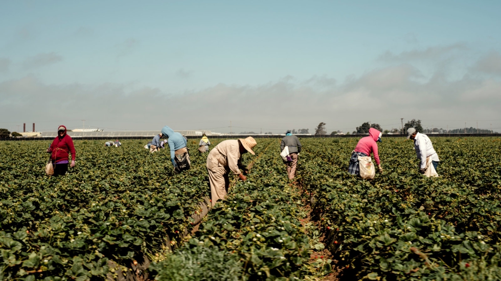 Temporeros en campo agrcola