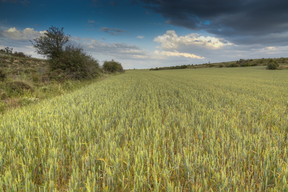 Campo de cereal de secano en Maranchn (Guadalajara), un hbitat adecuado para las aves agrarias como la codorniz...