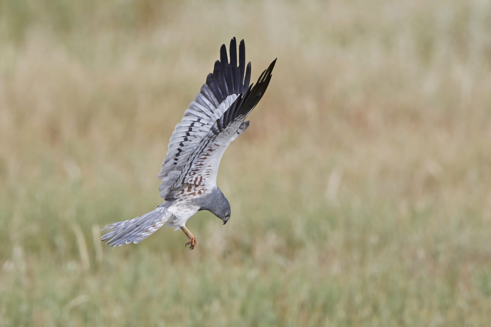 Aguilucho cenizo, Ave del Ao 2023, una rapaz que depende de hbitats cerealistas en buen estado de conservacin. Autor: Dennis Jacobser-Shutterstock...