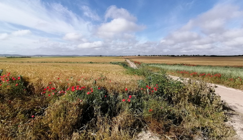 Campos de cereal con ribazos SEO/BirdLife