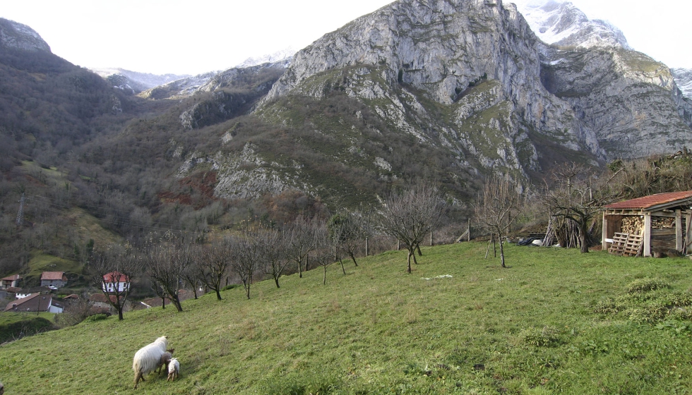 Ganado ovino en la zona de Picos de Europa