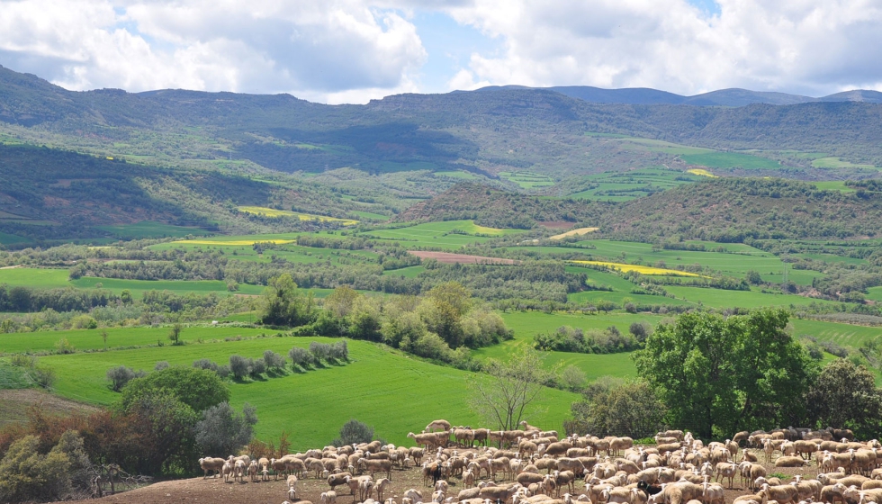 Rebao ovino en Catalua
