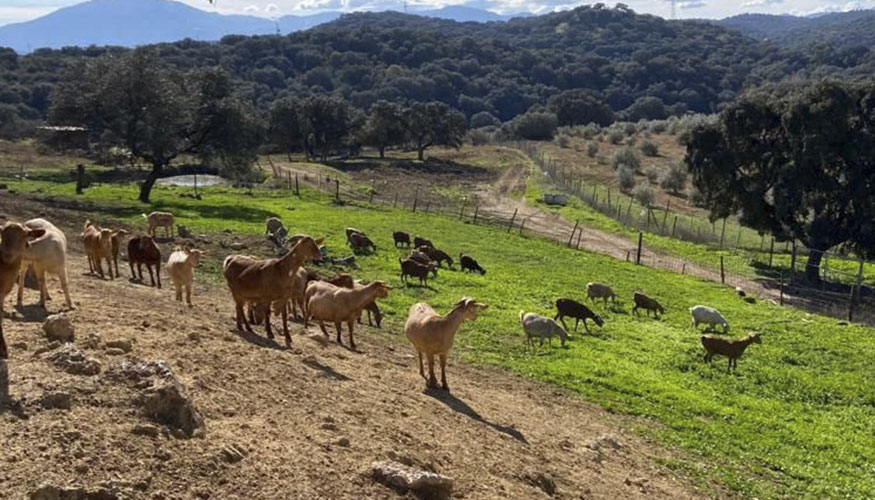 Animales en el exterior de la explotaci�n de Francisco Molina