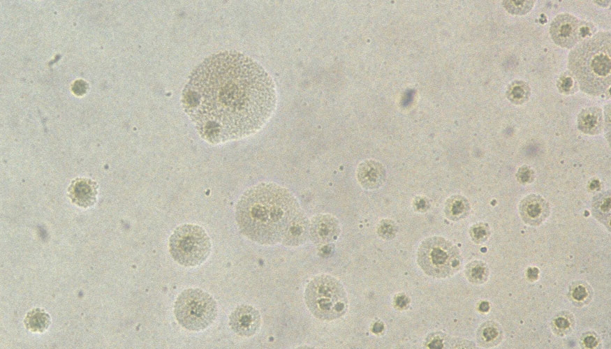 Crecimiento de colonias de Mycoplasma spp...
