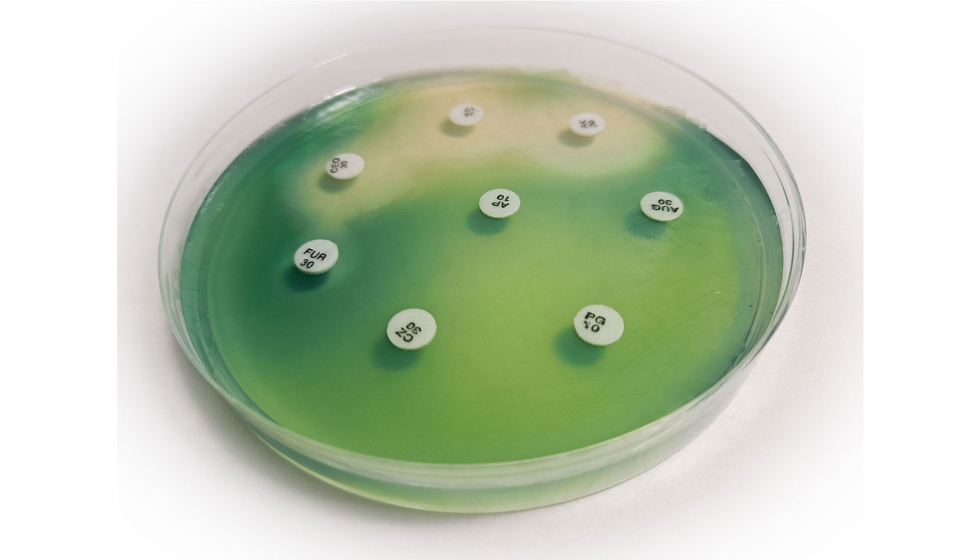 Pruebas de sensibilidad in vitro de una cepa de Pseudomonas spp...