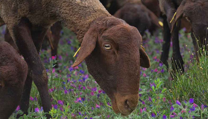 Ejemplar de la raza ovina Guirra