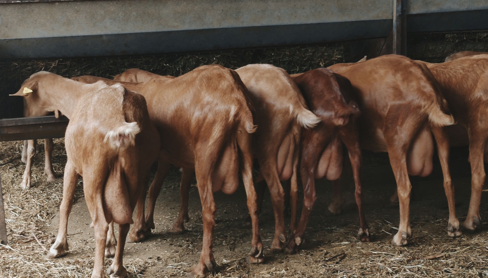 Cabras de raza Malague�a