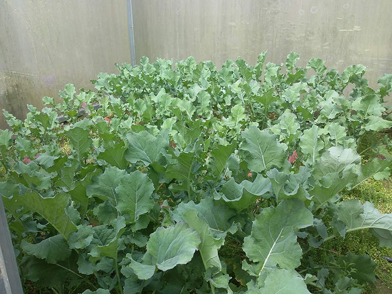 Brassica napus: Isolamento para obteno de semente biolgica