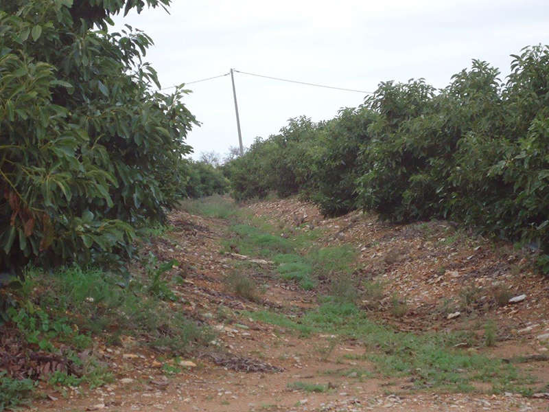 Figura 7 – Bando de perdizes num pomar adulto de abacateiros (Fotografia de João Lopes)