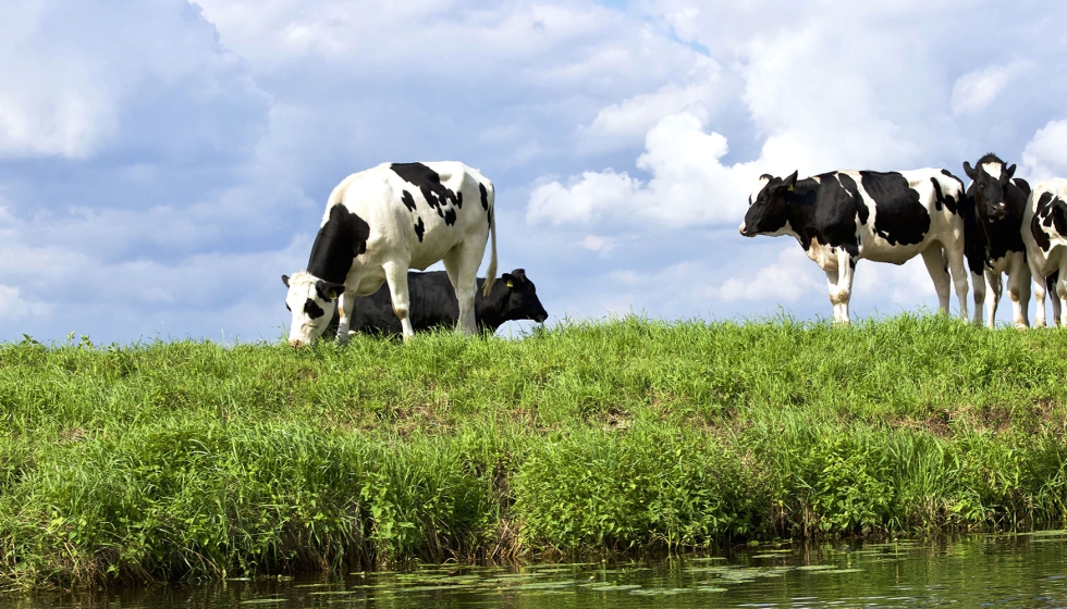 Vacas de aptitud lechera en una zona de pasto