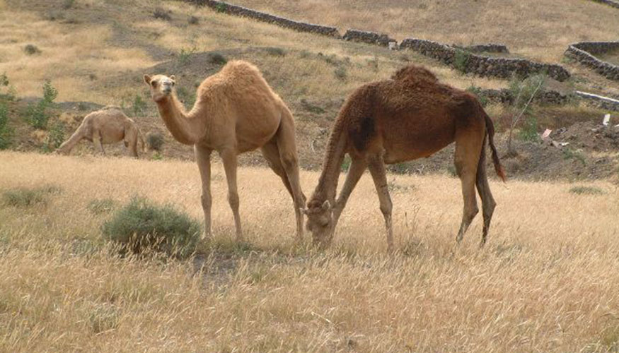 Ejemplares de Camello Canario