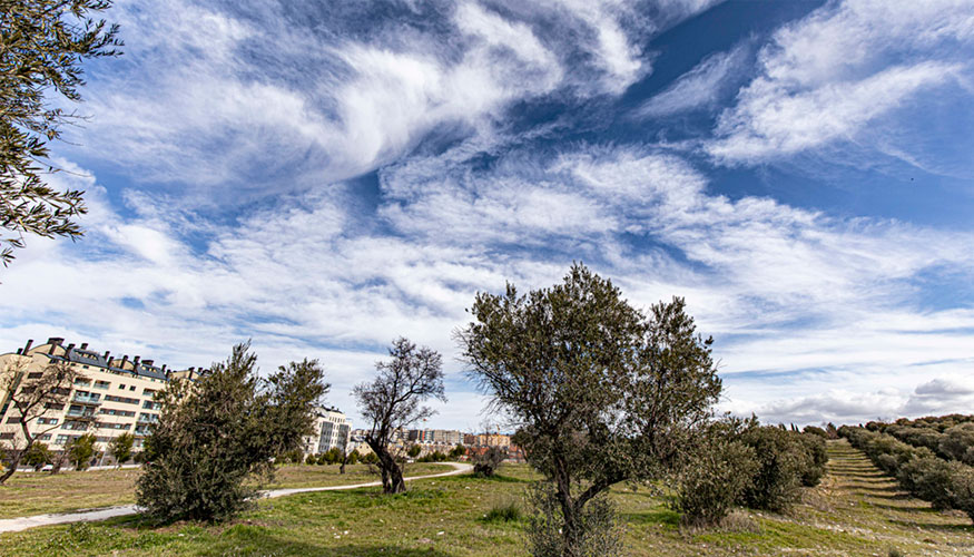 El Olivar de la Partija, un enclave natural que oxigena Rivas-Vaciamadrid, el pasado mes de enero. Foto: Mario F. Trejo...