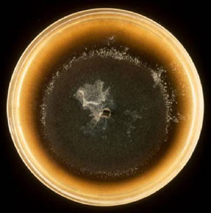 Foto 1: cepa silvestre del hongo cromgeno