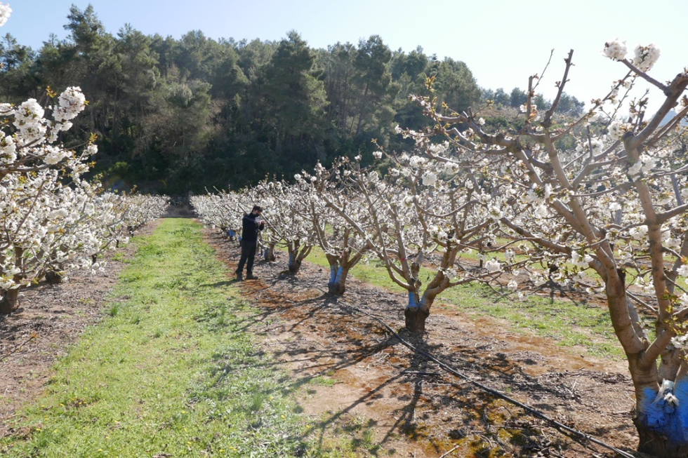 Figura 2. Marcaje de ramas fructferas en cerezo durante la plena floracin