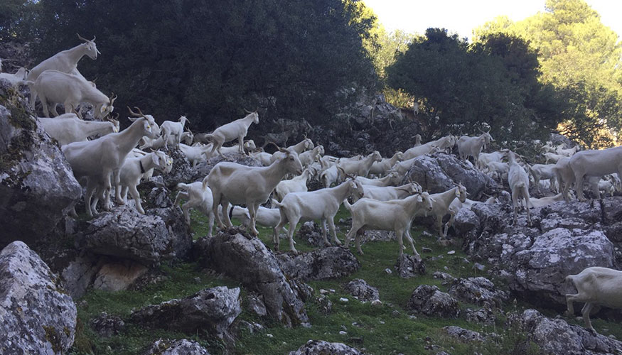 Ejemplares de la raza caprina Blanca Andaluza