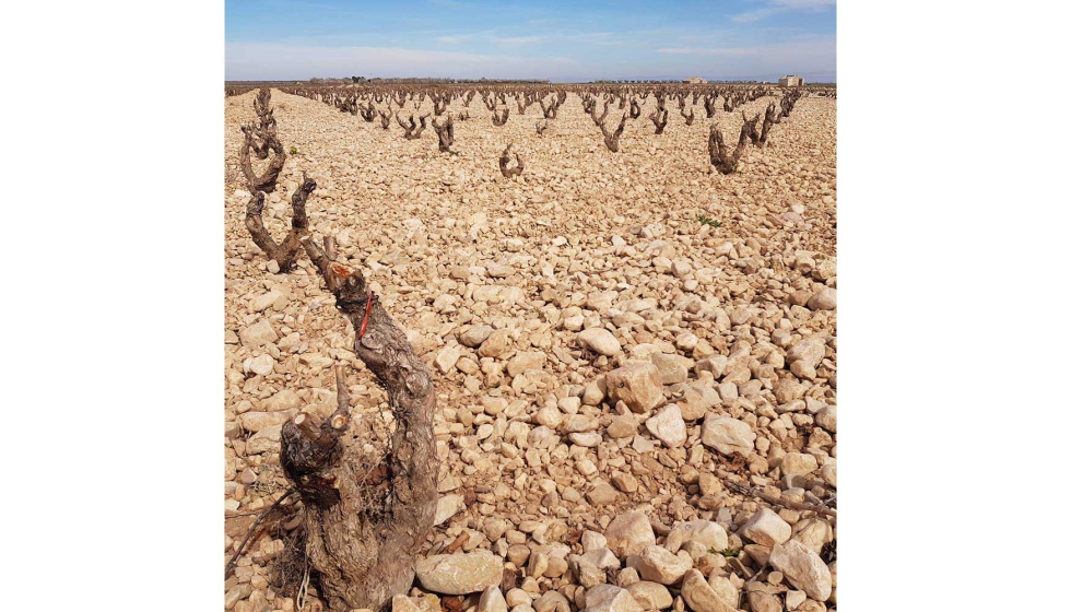 La uva se cultiva en suelos franco-arenosos y arcillosos, provenientes de suelos marinos de la poca del Mesozoico...