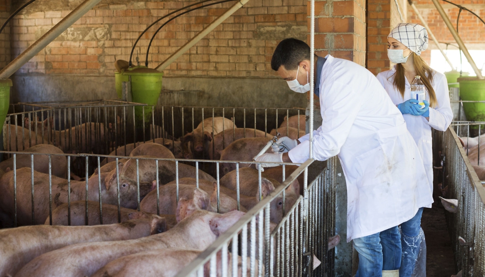 Unos veterinarios trabajan en una explotacin porcina
