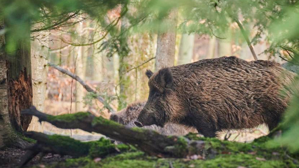 La sobrepoblacin de la especie hace que sea un riesgo para la agricultura, ganadera y seguridad vial