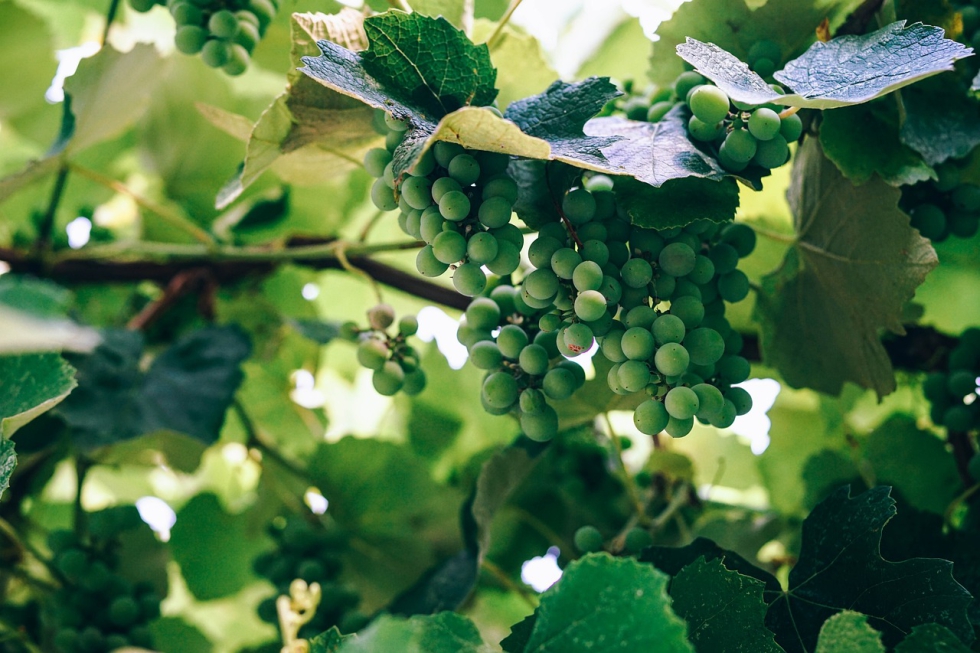 Unin de Uniones quiere que el sector productor de uva para vinificacin pueda acceder a las ayudas extraordinarias por la guerra en Ucrania...