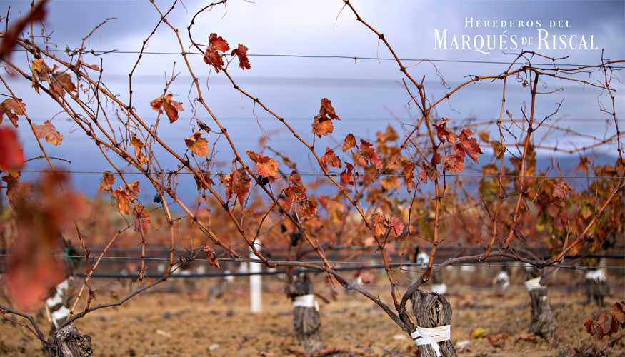 Viedo reinjertado por Marqus de Riscal