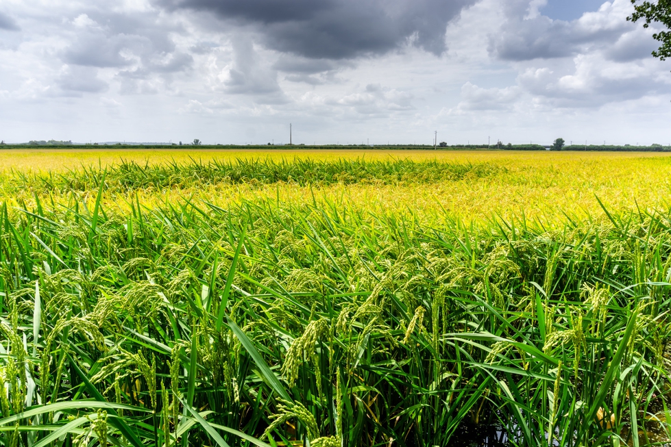 Campo de arroz