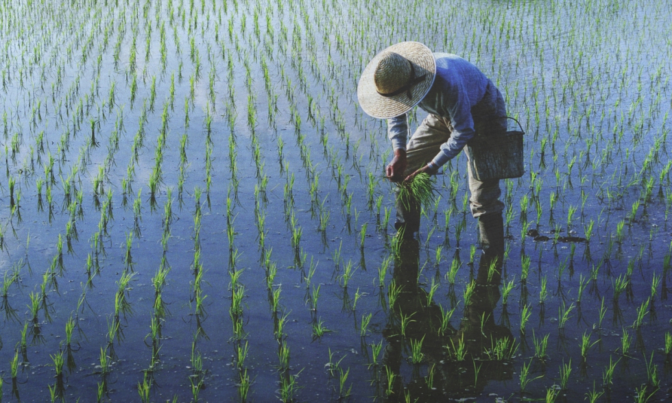 Plantacin de arroz. / Rawpixel