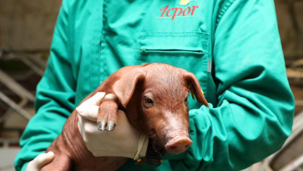 En aos sucesivos, ICPOR se someter a la certificacin B+ compromiso bienestar animal...