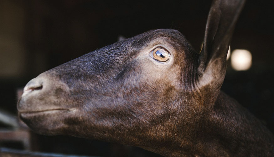 Ejemplar de raza Murciano-Granadina