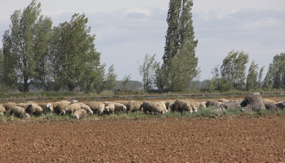 Rebao ovino en el campo