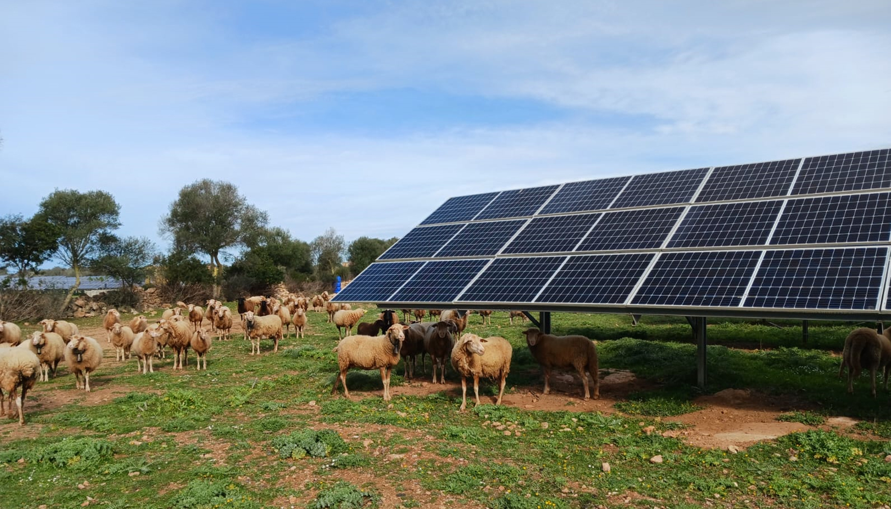 El pastero de ovejas es una de las actividades que se desempe�ar�n en las plantas solares de Endesa