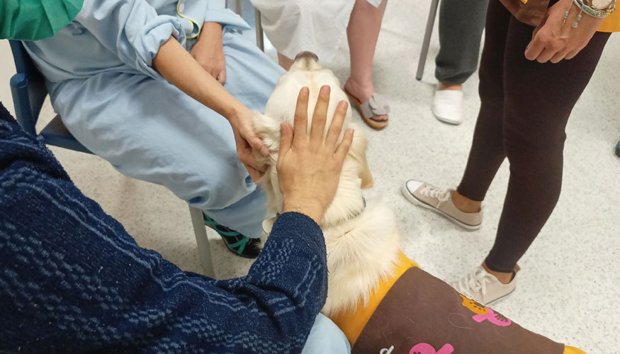 Las terapias con animales permiten a los pacientes mejorar su sensacin de bienestar, promover tanto conexin como concentracin...