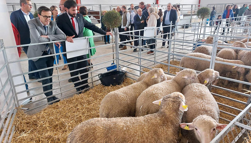 Ejemplares de raza Merina de la Diputacin de Badajoz en la Feria de La Coronada