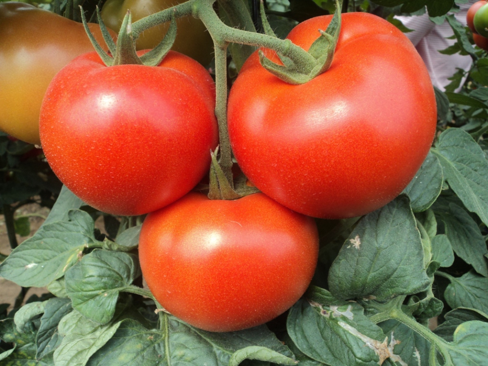 Las plagas estn afectando esta campaa a cultivos como el tomate