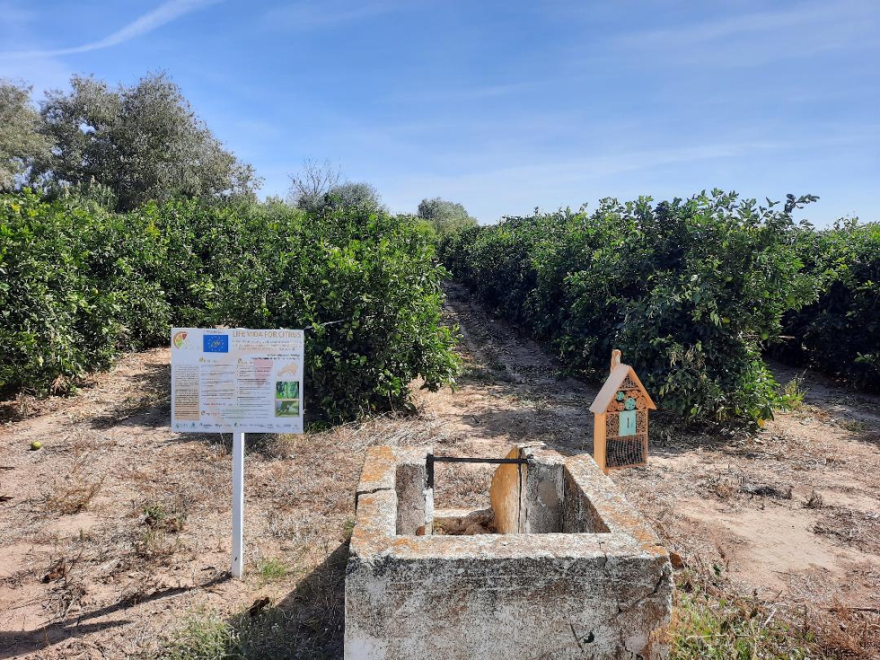 Fotografa 3. Detalle de la parcela experimental de prcticas de cultivo sostenibles localizada en el IFAPA Las Torres (Alcal del Ro, Sevilla)...