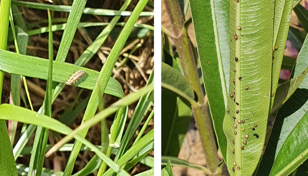 Fotografa 7. Izquierda: Detalle de una larva de crisopa (Chrysopidae) sobre cubierta vegetal...