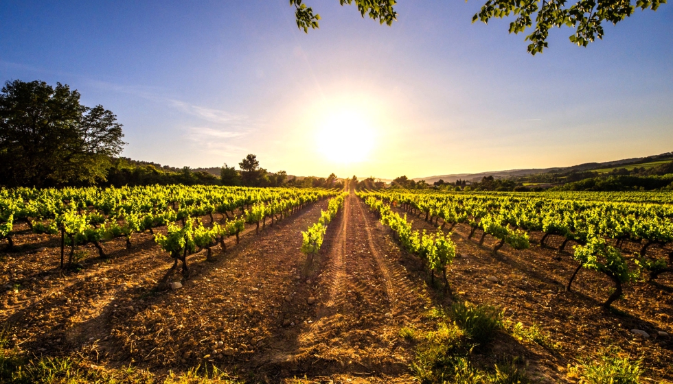 La superficie de viedo para uva de vinificacin en Espaa fue de 931.568 ha en 2022, 9.519 ha menos que en 2021
