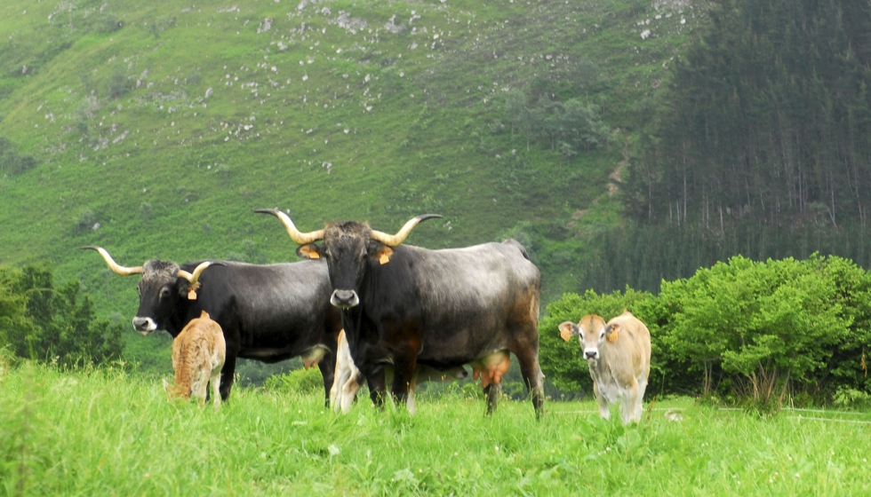 Vacas de raza Tudanca