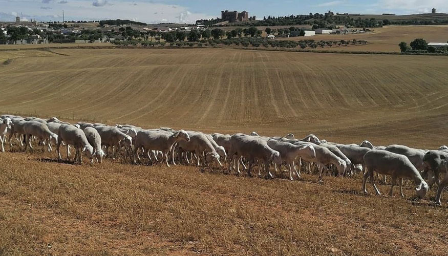 Rebao ovino en Castilla-La Mancha
