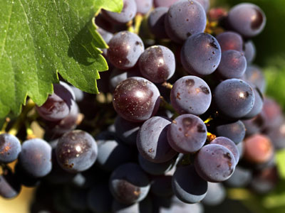 La mayor produccin vitivincola se destina a las variedades tintas, especialmente la Garnacha negra y la Cariena