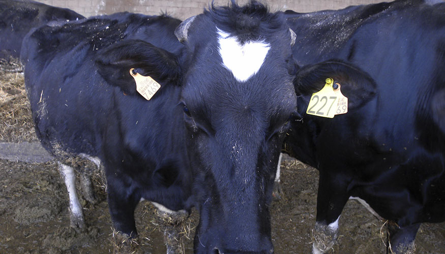 Escasas operaciones en el ganado vacuno de leche